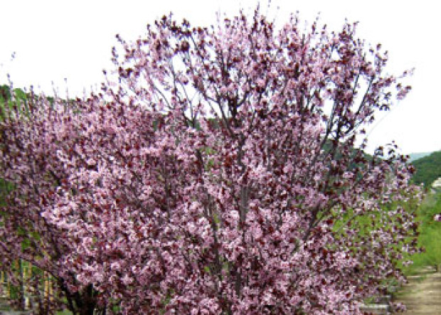 Prunus Krauter Vesuvius