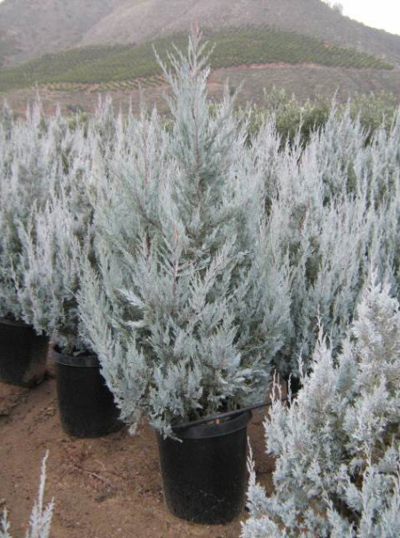 Juniperus scopulorum ‘Wichita Blue’