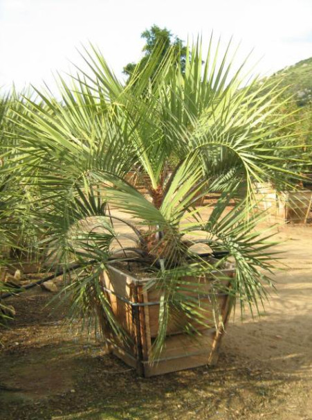Palm: Butia capitata