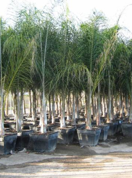 Palm: Syagrus romanzoffianum <span>(Cocos plumosa)</span>