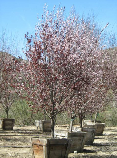 Prunus cerasifera <span>‘Krauter Vesuvius’</span>