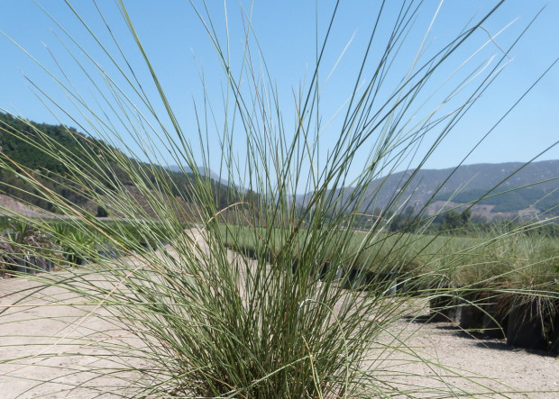 Ornamental grasses as water-wise features