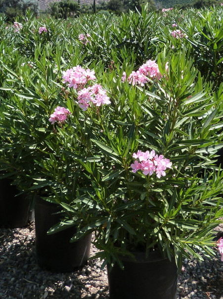 Nerium oleander <span>Light Pink</span>