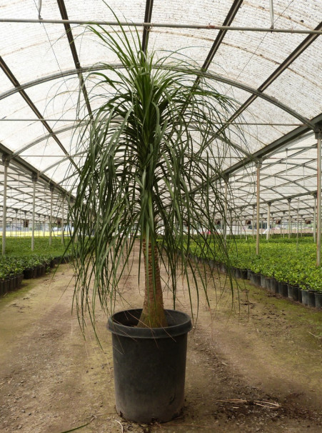 Palm: Beaucarnea recurvata (Nolina recurvata)