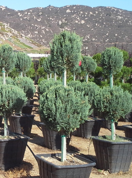 Juniperus chinensis <span>‘Blue Point’</span>