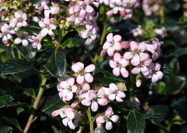 Catch the Scent With Fragrant Flowering Shrubs