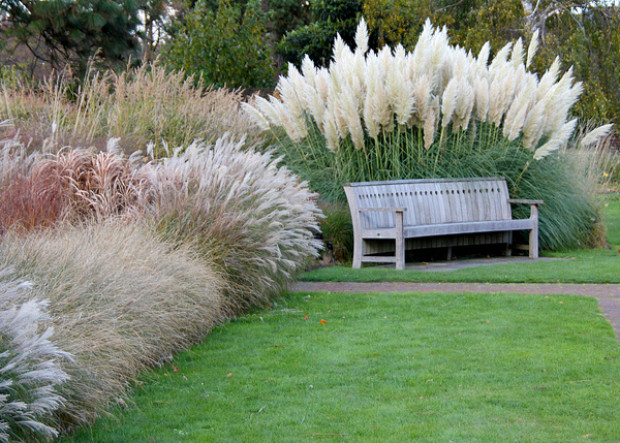 Ornamental Grasses as Accent and Border Plants