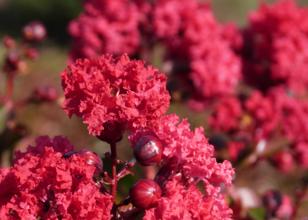 Waterwise, Tough and Gorgeous…Crapemyrtles!