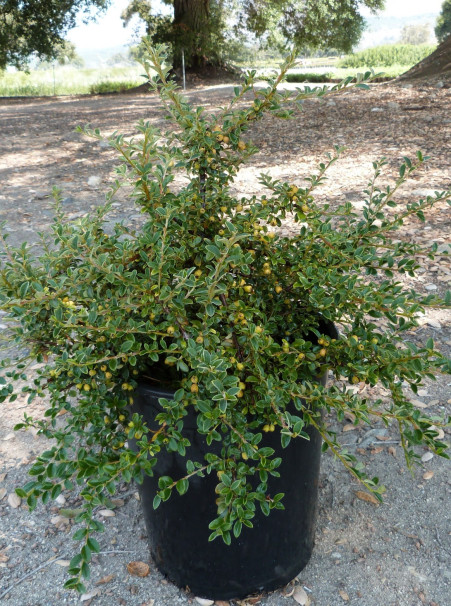 Cotoneaster <span>‘Coral Beauty’</span>