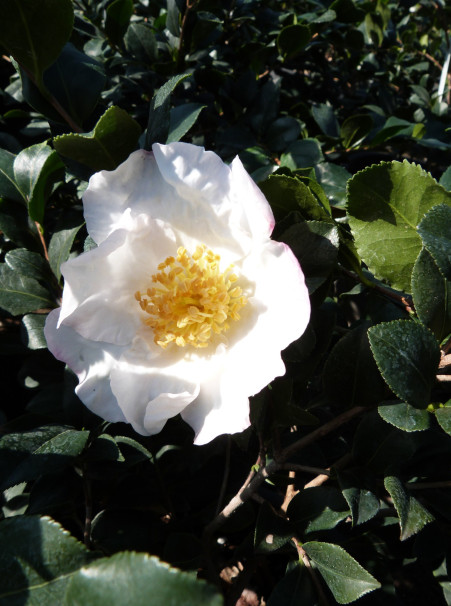 Camellia sasanqua <span>‘Setsugekka’</span>
