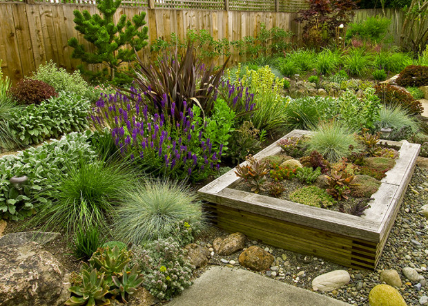 Try these drought tolerant plants as lawn replacements.