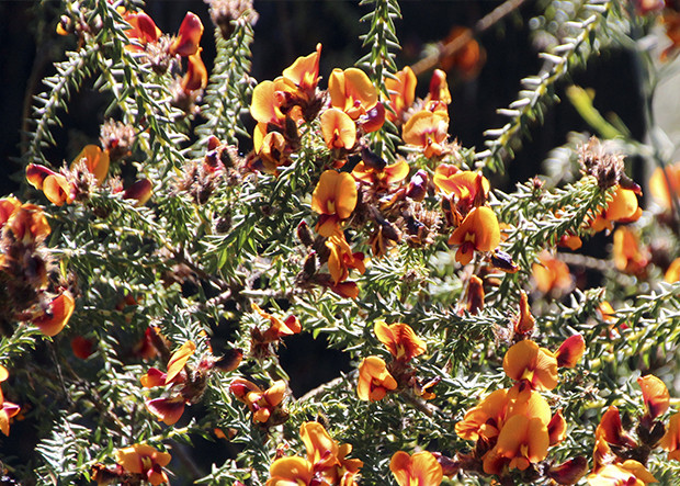 Get Ready for the Heat with Drought Tolerant Bloomers