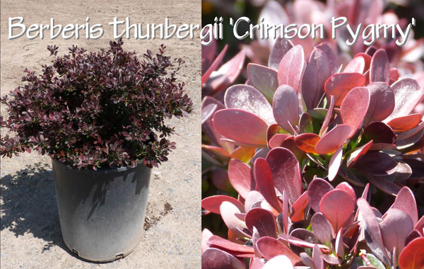 Berberis-thunbergii-'Crimson-Pygmy'