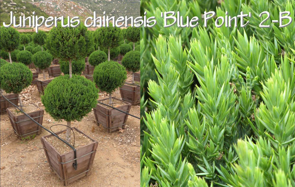 Juniperus-chinensis-'Blue-Point'-2-B