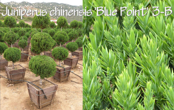 Juniperus-chinensis-'Blue-Point'-3-B