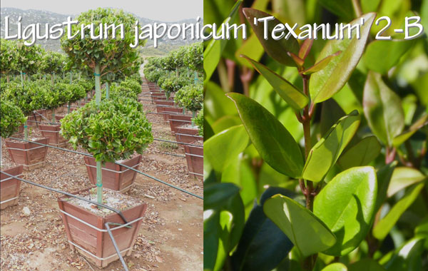 Ligustrum-japonicum-'Texanum'-2-B