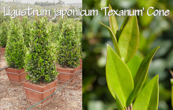 Ligustrum-japonicum-'Texanum'-Cone