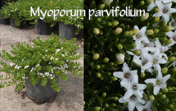 Myoporum-parvifolium