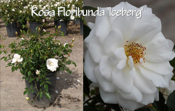 Rosa-floribunda-'Iceberg'