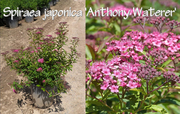 Spiraea-japonica-'Anthony-Waterer'