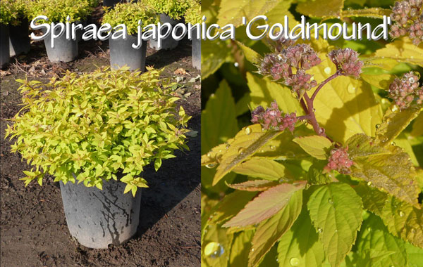 Spiraea-japonica-'Goldmound'