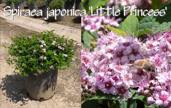 Spiraea-japonica-'Little-Princess'