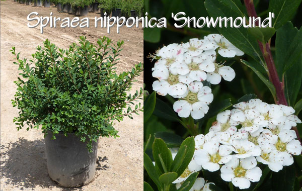 Spiraea-nipponica-'Snowmound'