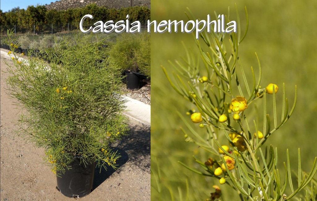 Cassia nemophila