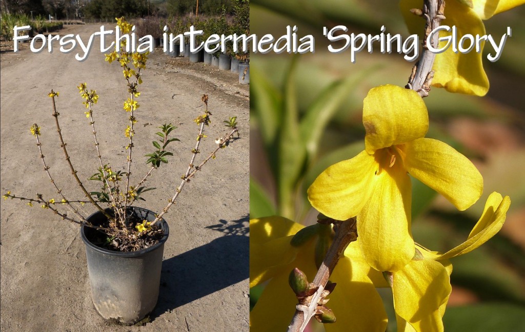 Forsythia intermedia 'Spring Glory'