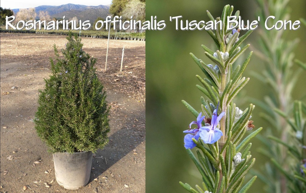 Rosmarinus officinalis 'Tuscan Blue' Cone