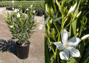 Nerium-oleander-White