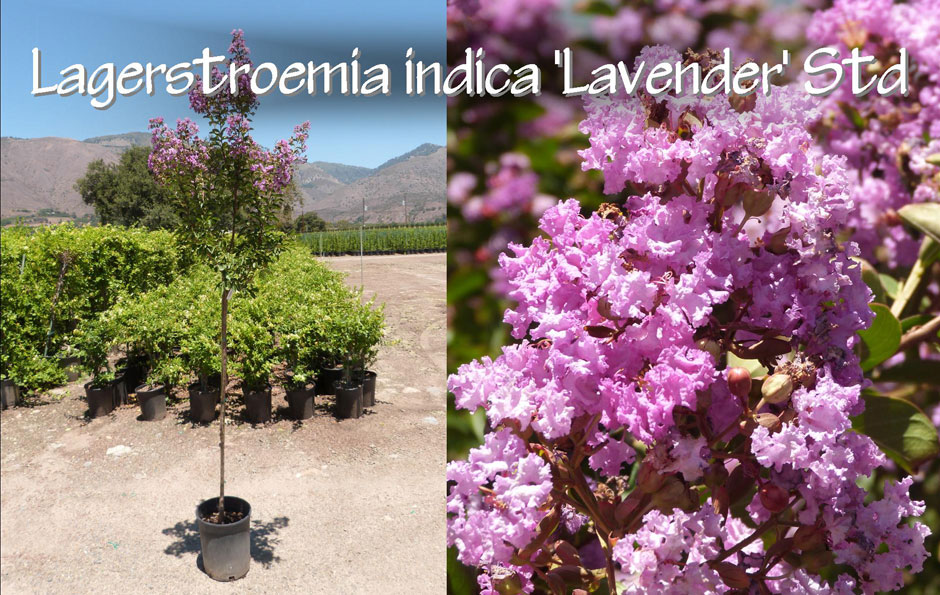 Lagerstroemia-indica-'Lavender'-Std_13