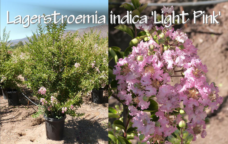 Lagerstroemia-indica-'Light-Pink'_13