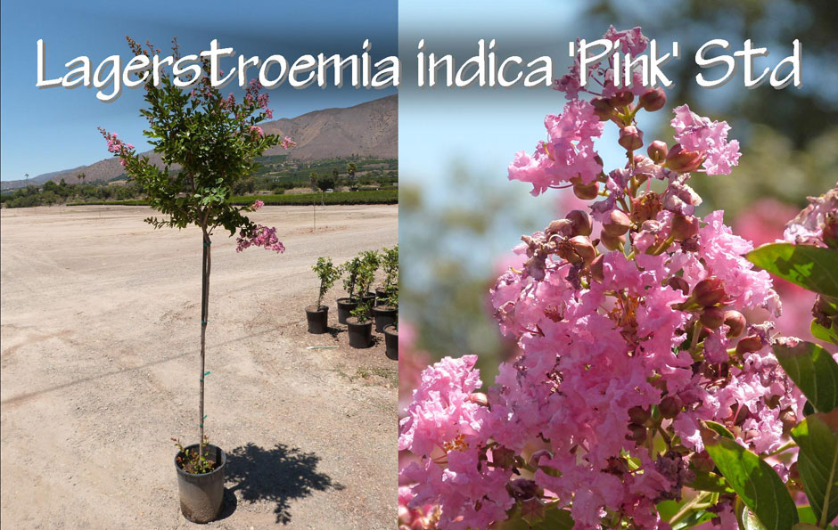 Lagerstroemia-indica-'Pink'-Std_13