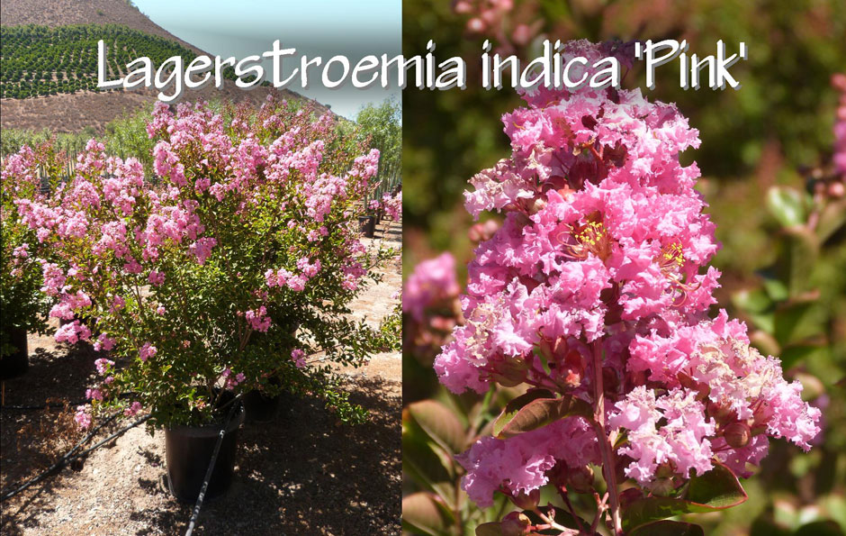 Lagerstroemia-indica-'Pink'_13