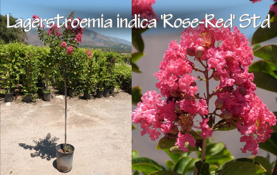 Lagerstroemia-indica-'Rose-Red'-Std_13