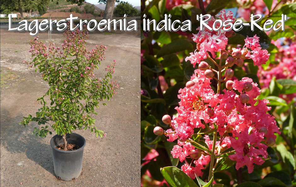 Lagerstroemia-indica-'Rose-Red'_13