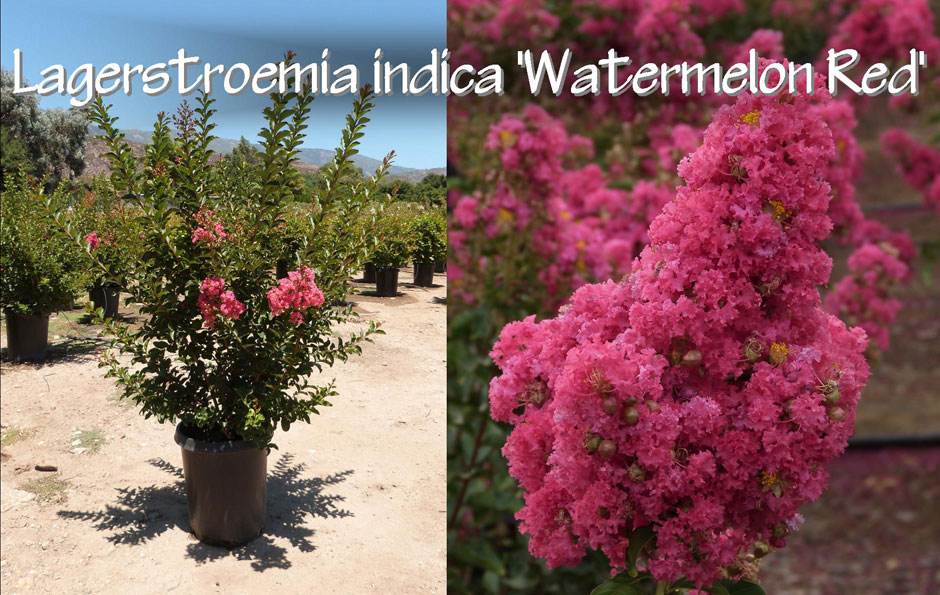 Lagerstroemia-indica-'Watermelon-Red'_13