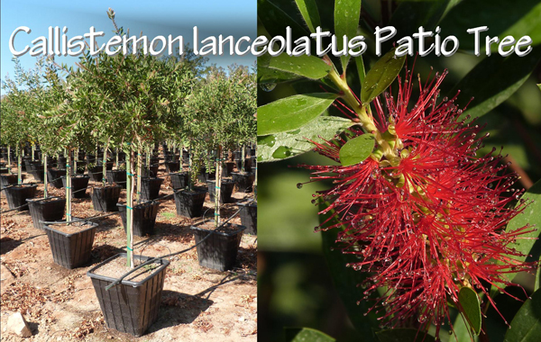 Callistemon lanceolatus Patio Tree_13