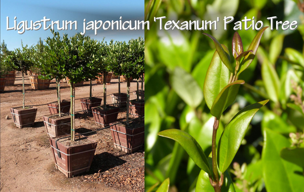 Ligustrum japonicum 'Texanum' Patio Tree_13