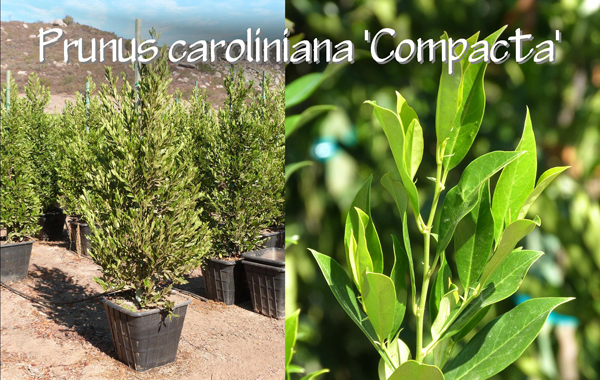 Prunus caroliniana 'Compacta'_13