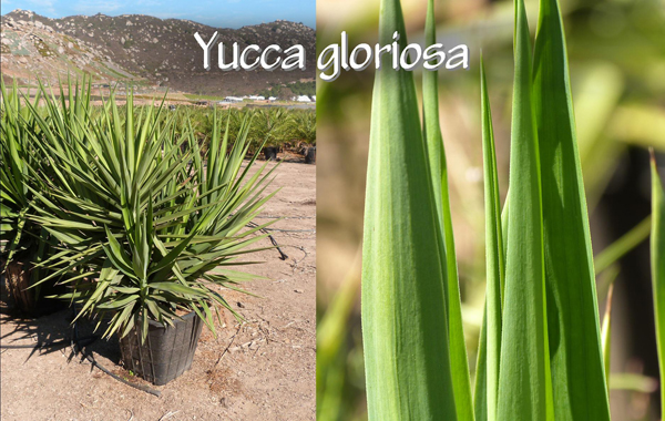 Yucca gloriosa_13