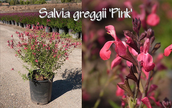Salvia-greggii-'Pink'_13