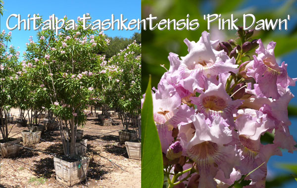 Chitalpa-tashkentensis-'Pink-Dawn'