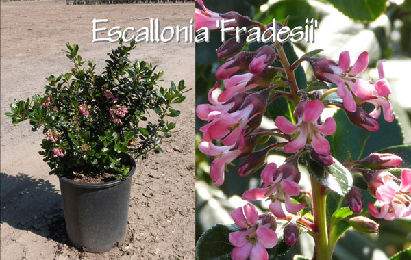 Escallonia-'Fradesii'