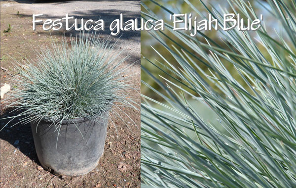 Festuca-glauca-'Elijah-Blue'