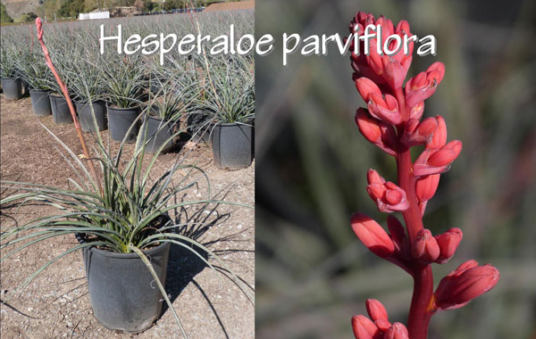 Hesperaloe-parviflora