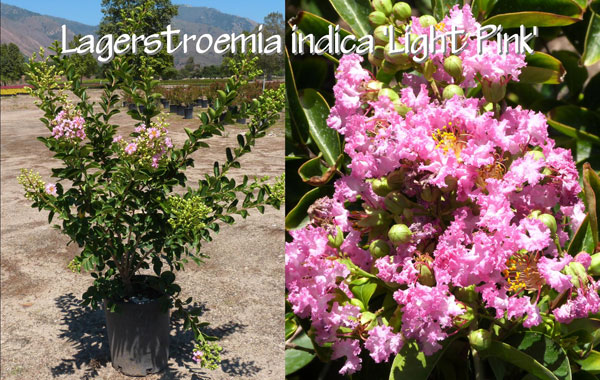 Lagerstroemia-indica-'Light-Pink'