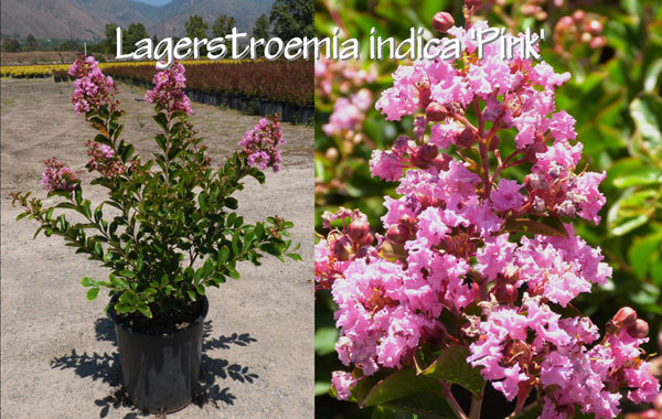 Lagerstroemia-indica-'Pink'