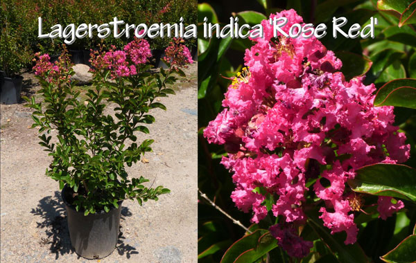 Lagerstroemia-indica-'Rose-Red'
